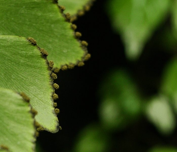 Closeup of Adiantum peruvianum showing sori. Image © In Situ Plants.