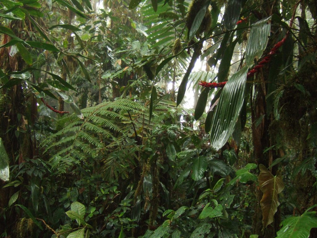 A photo of a sopping wet rainforest which I've put here instead of a boring stock image of someone watering a houseplant. Bosque Protector Los Cedros, Ecuador. Image © In Situ Plants.