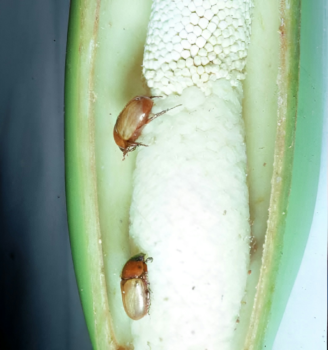 Cyclosephala colasi on a Philodendron inflorescence. Photo © Marc Gibernau/Denis Barabé; retrieved from the International Aroid Sciety website.
