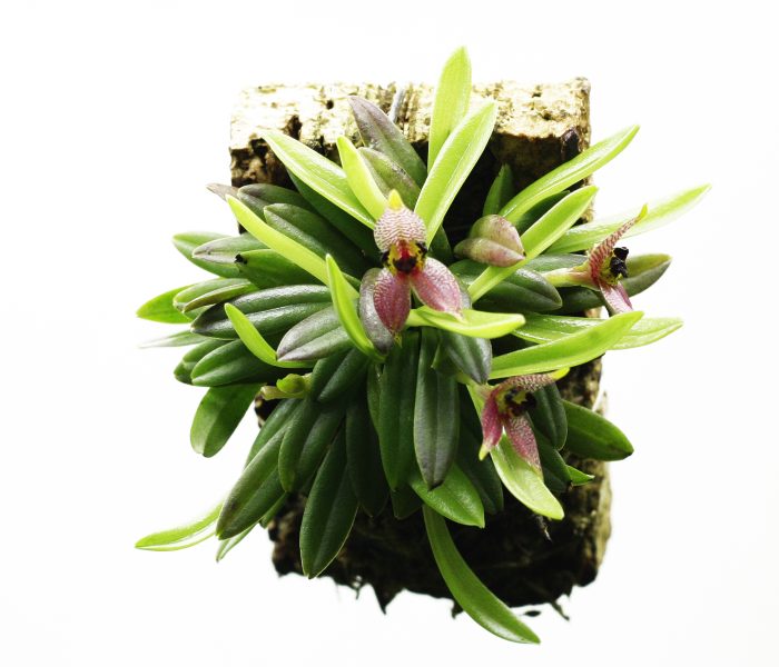 Dryadella cristata, grown on a cork mount: no soil, no problem. Photo © In Situ Plants
