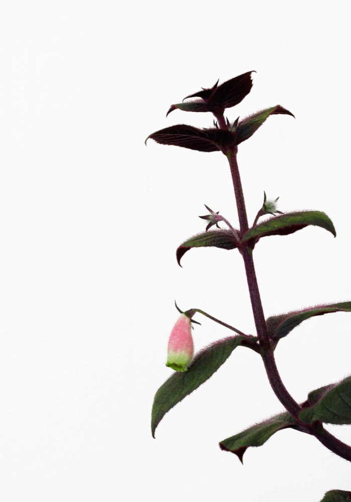 Seemania purpurascens, one of the many fuzzy-leaved gesneriads that doesn't particularly appreciate cold water on their leaves. Photo © In Situ Plants