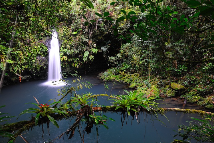 A photo of the Atlantic Forest of Brazil, a view of which prompted Darwin's words to the right. Image source unknown; retrieved from Projeto Entre Serras.