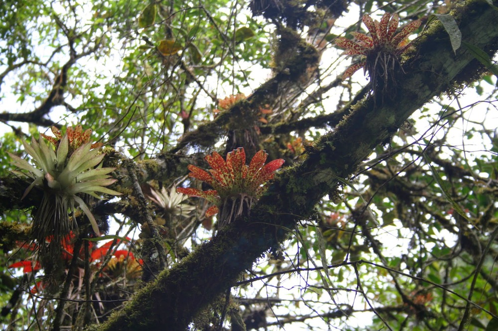 Tillandsia biflora in habitat. Image © Jean-Francois Brousseau; retrieved from Flickr