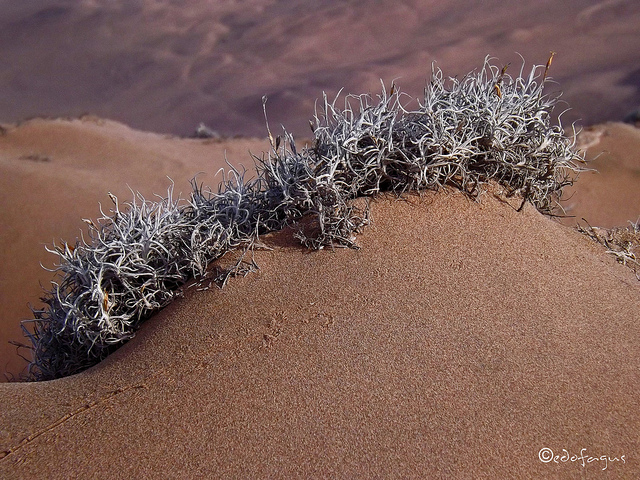 Tillandsia landbeckii, growing where little else will. Image © Eduardo Vergara; image retrieved from Flickr.