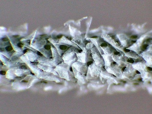 Closeup of a Tillandsia sp., showing trichomes. Image © Josef Špaček; retrieved from Botany.cz