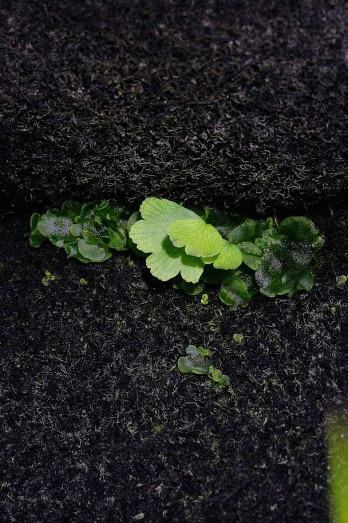 Sporophyte fronds of what I`m presuming is Adiantum peruvianum, doing their thing in one of In Situ's vertical gardens. Image © In Situ Plants.