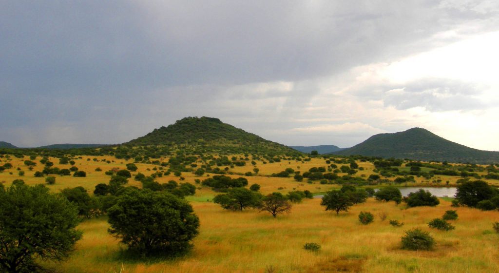 The cradle of humankind: the plains of Africa. Image © Gossipguy; retrieved from Wikimedia