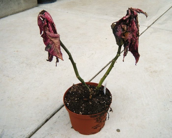 An all-too-frequent site; your typical poinsettia after Christmas. Image presumably © of and retrieved from the Hortophile blog.