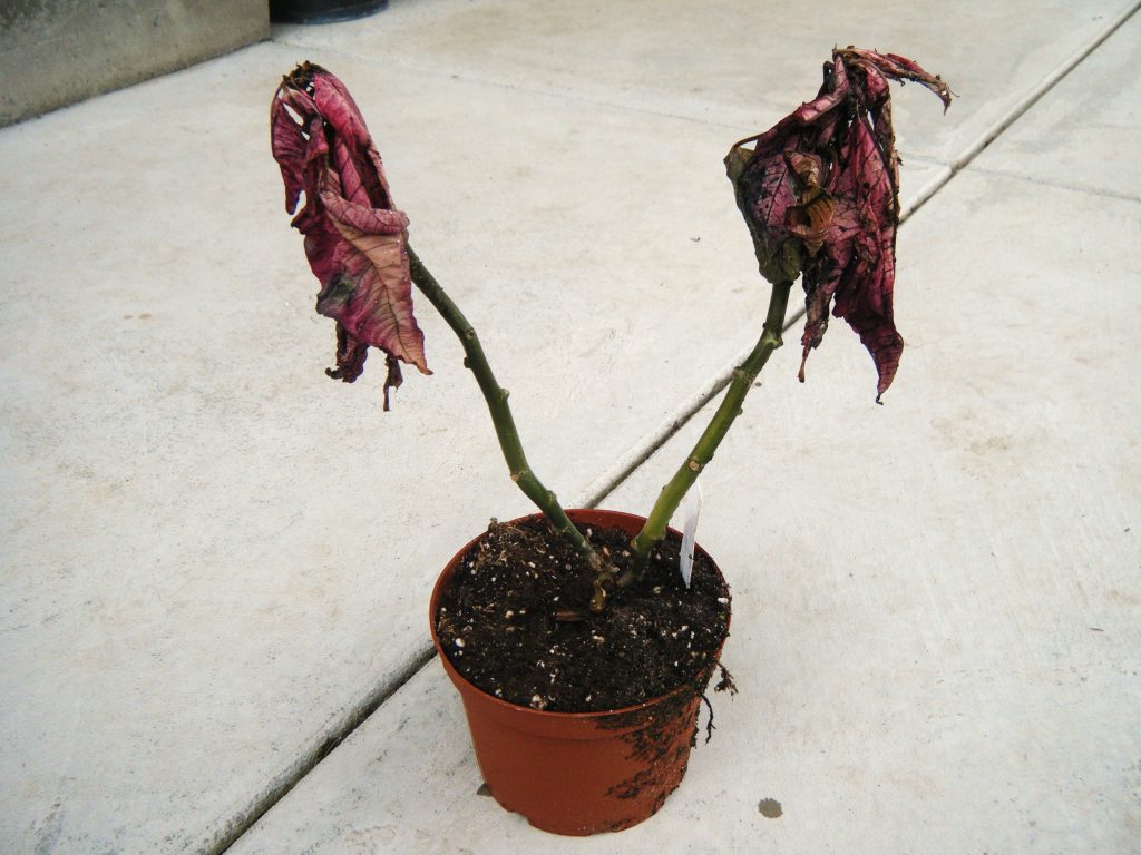 An all-too-frequent site; your typical poinsettia after Christmas. Image presumably © of and retrieved from the Hortophile blog.