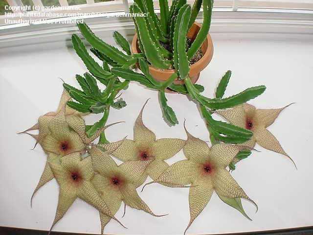 Stapelia gigantea, shown here with a ridiculous amount of huge stinky flowers. Image © gardenmaniac; image retrieved from the Dave's Garden website.