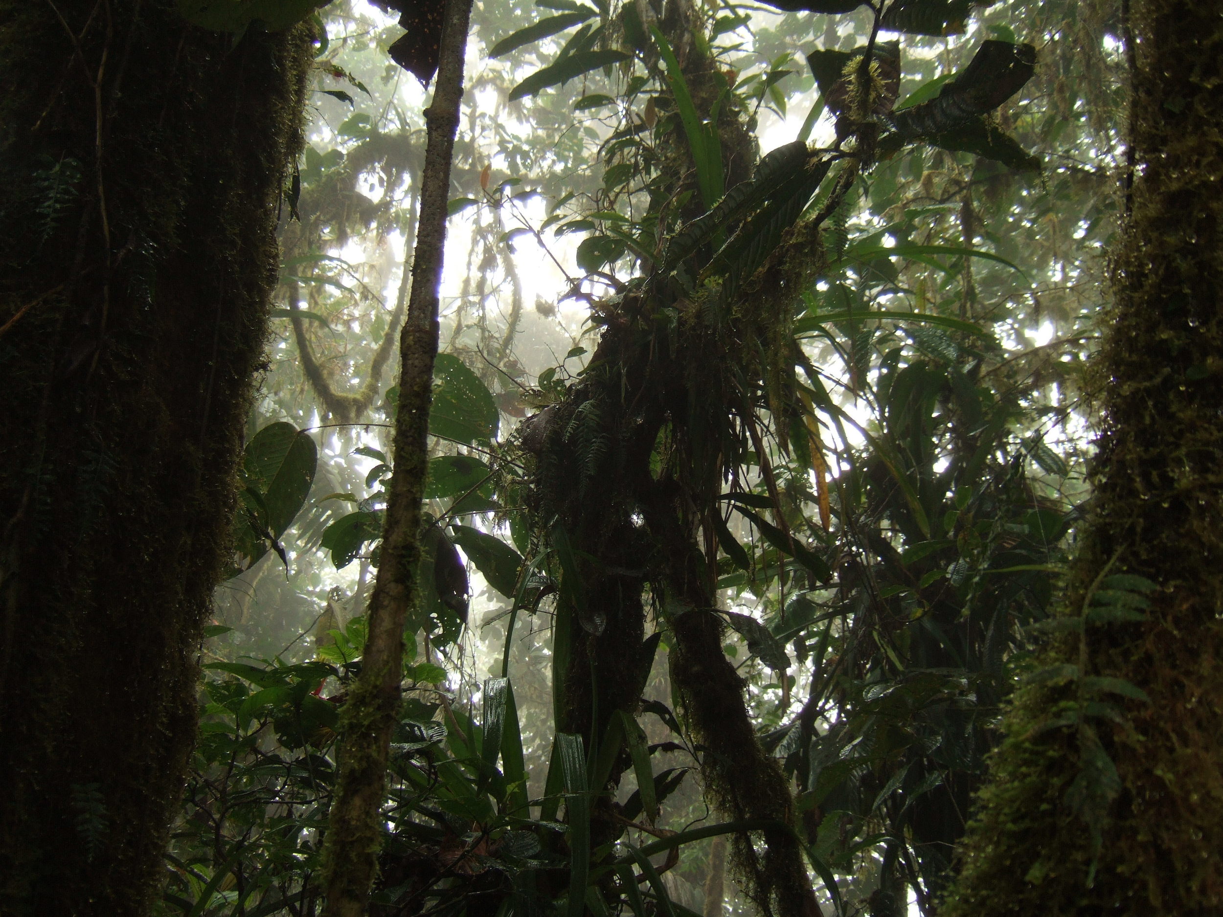 Sounds of Nature: Extended Field Recordings from the Andean Cloud Forest