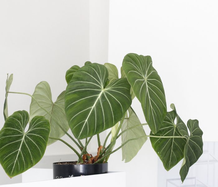 The aptly named Philodendron gloriosum, in its glory. Image @ In Situ Plants.