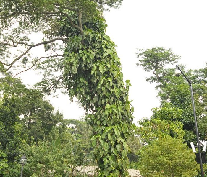 Philodendron erubescens, the quintessential tropical climbing vine. Image retrieved from fcpn.net.