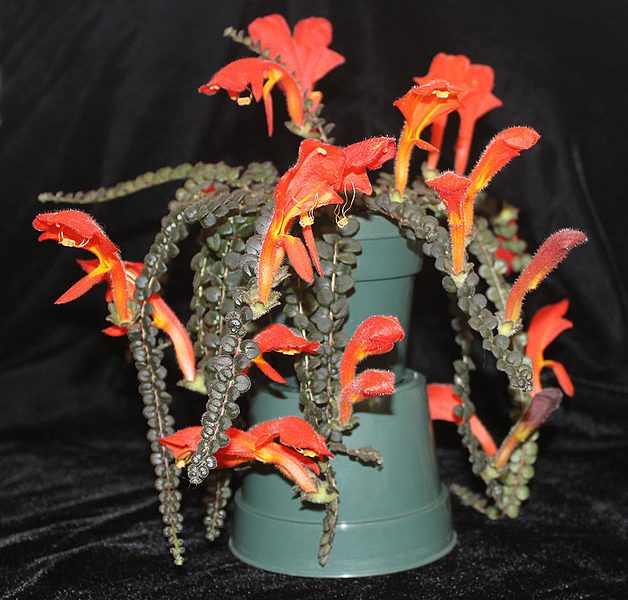 Columnea microphylla being shown at a Toronto Gesneriad Society meeting. Image © The Toronto Gesneriad Society; image retrieved from their website.