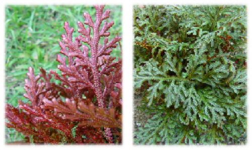Selaginella erythropus, with photos showing the bottom and top of the leaves, respectively; a great prospective holiday plant, provided its need of high humidity can be met. Image © Black Jungle Terrarium Supply; image retrieved from their website.