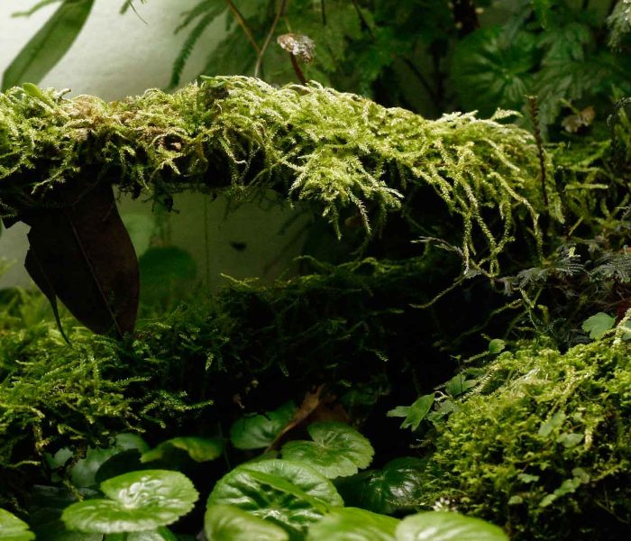 Mosses, to me, are some of the most lush and beautiful plants one can grow, and they do best in a humid terrarium. Image © In Situ Plants.