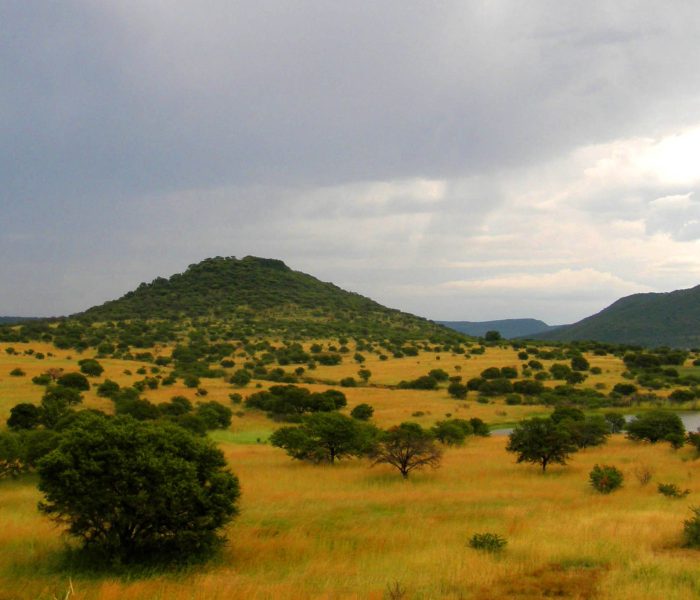 The cradle of humankind: the plains of Africa. Image © Gossipguy; retrieved from Wikimedia