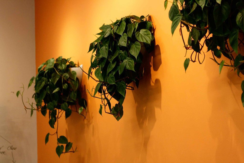 The classic Philodendron hederaceum, perfectly contrasting an orange wall. Image © In Situ Plants.