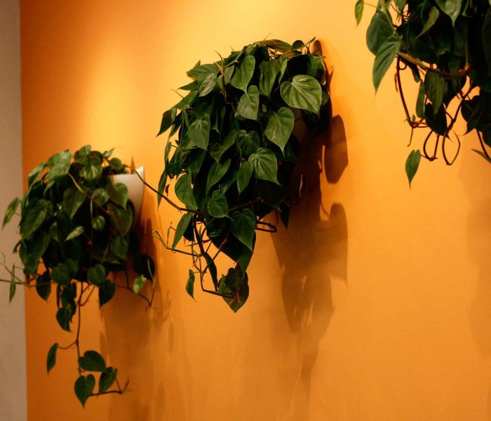 The classic Philodendron hederaceum, perfectly contrasting an orange wall. Image © In Situ Plants.