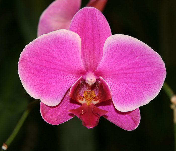 Unknown Phalaenopsis hybrid. Photo © Arad; retrieved from Wikipedia