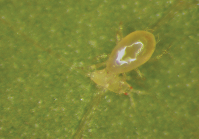Amblyseius cucumeris, a mite predator of thrips, in a moment of glory. Image © Rosemarije Buitenhuis; image retrieved from an article on thrips on the Greenhouse Canada website.