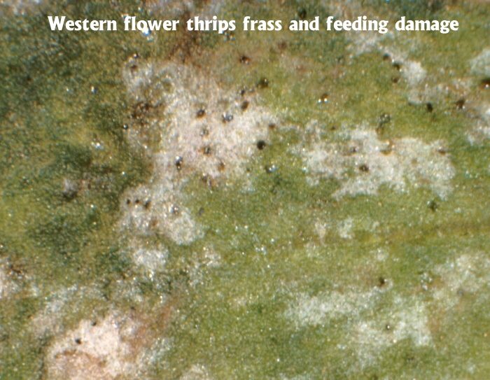 Feeding damage and feces left behind by thrips,&nbsp;the rude little buggers. Image&nbsp;© the respective photographer (there are several credited on the page); retrieved from the University of California, Riverside
