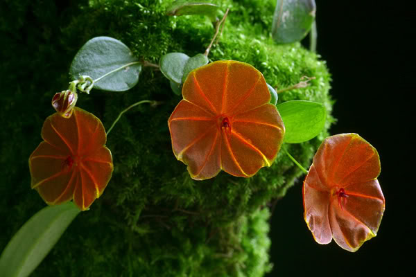 Lepanthes telipogoniflora, a tiny species with a huge name and a huge flower. Image © Thomas; image retrieved from the Species Specific forum.