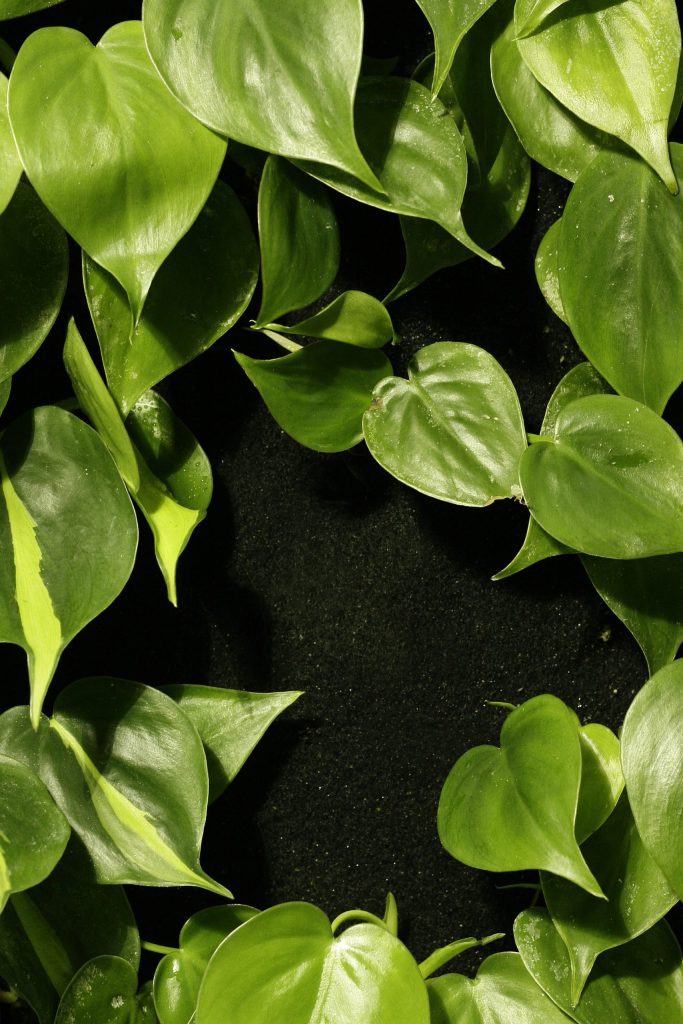 Philodendron hederaceum and P. 'Brazil',growing as nature intended. Image © In Situ Plants.