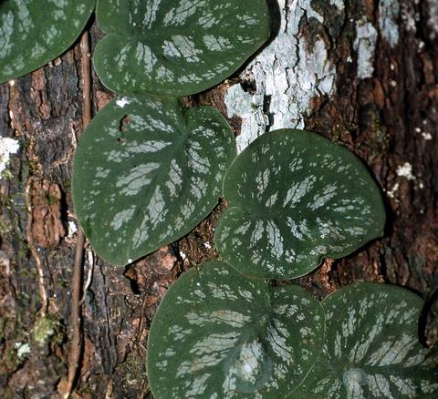 Immature Monstera dubia. Image © Anna Haigh; retrieved from CATE Araceae