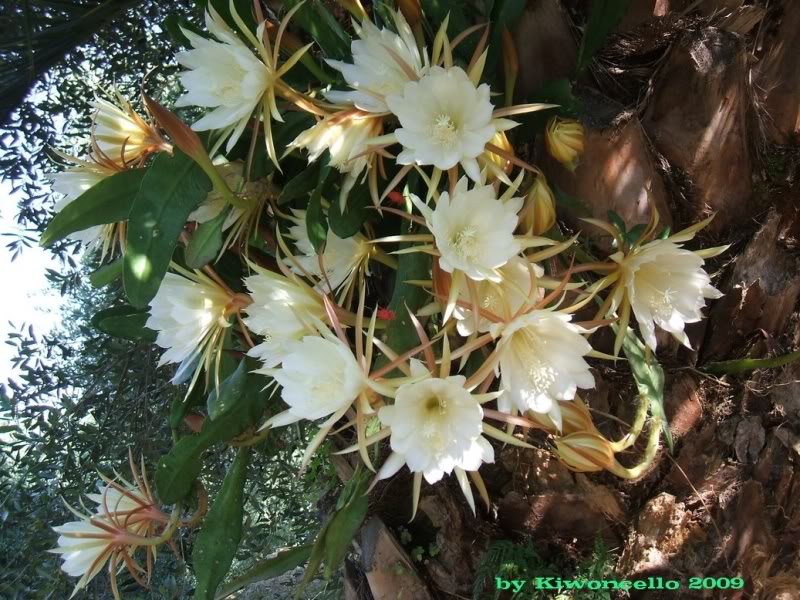 Epiphyllum oxypetalum, grown here epiphytically on a date palm, and showing a huge flush of flowers that can reach nearly a foot wide. Image © Kiwoncello; image retrieved from Compagna del Giardinaggio.
