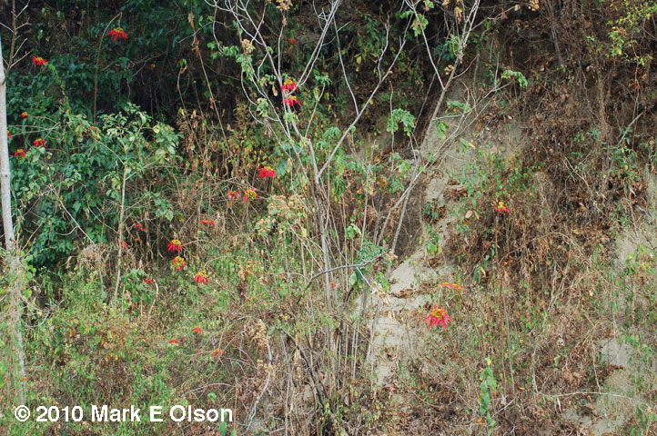 A wild poinsettia: simply breathtaking. Image © Mark E. Olson, retrieved from his page about wild poinsettias, because I guess even the boring plants need their enthusiasts, and because there is a group working to determine from which population our common horticultural variety is derived.