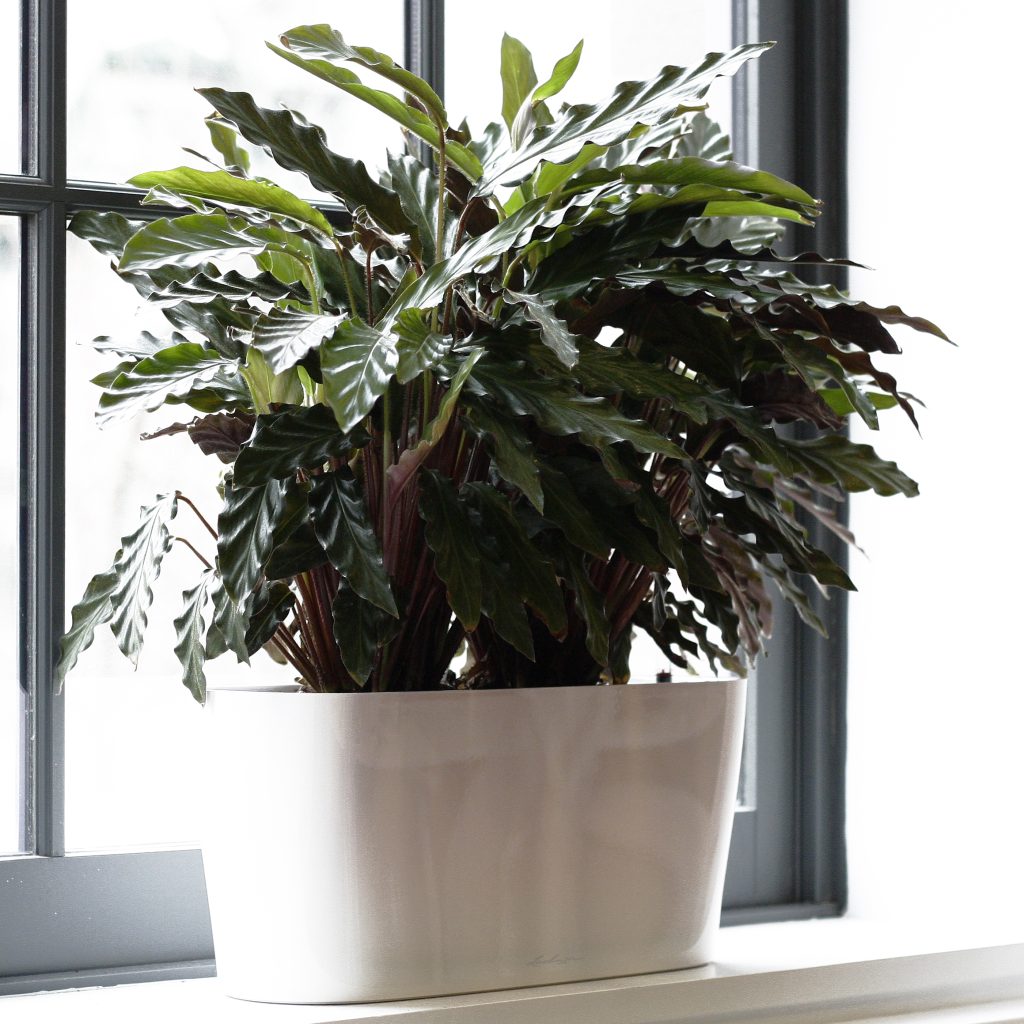 Calathea rufibarba, a beautiful yet rarely grown species with fuzzy, scalloped leaves which are a deep green above and purple below. Certainly a little more interesting than a Spathiphyllum or other similarly-sized plant, this species garners a good amount of attention. Image © In Situ Plants.