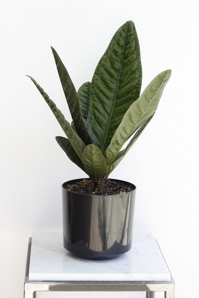 Anthurium superbum, a species with beautiful bullate leaves that thrives in bright indirect light. Image © In Situ Plants.