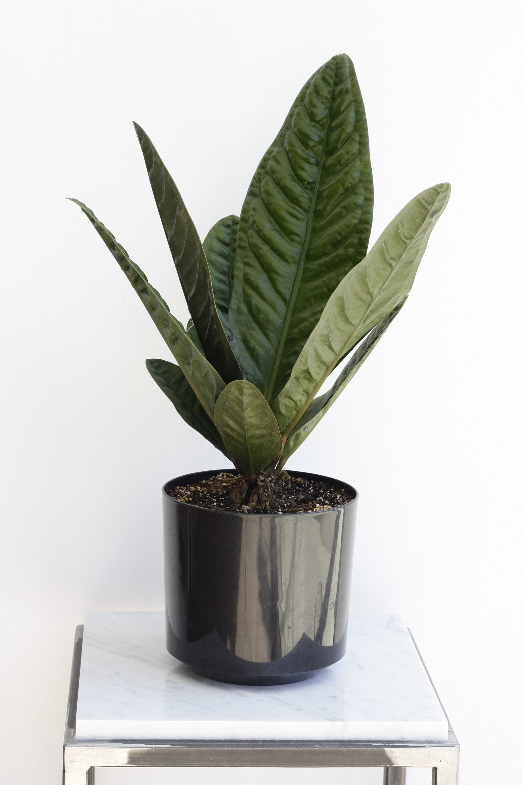 Anthurium superbum, a species with beautiful bullate leaves that thrives in bright indirect light. Image © In Situ Plants.