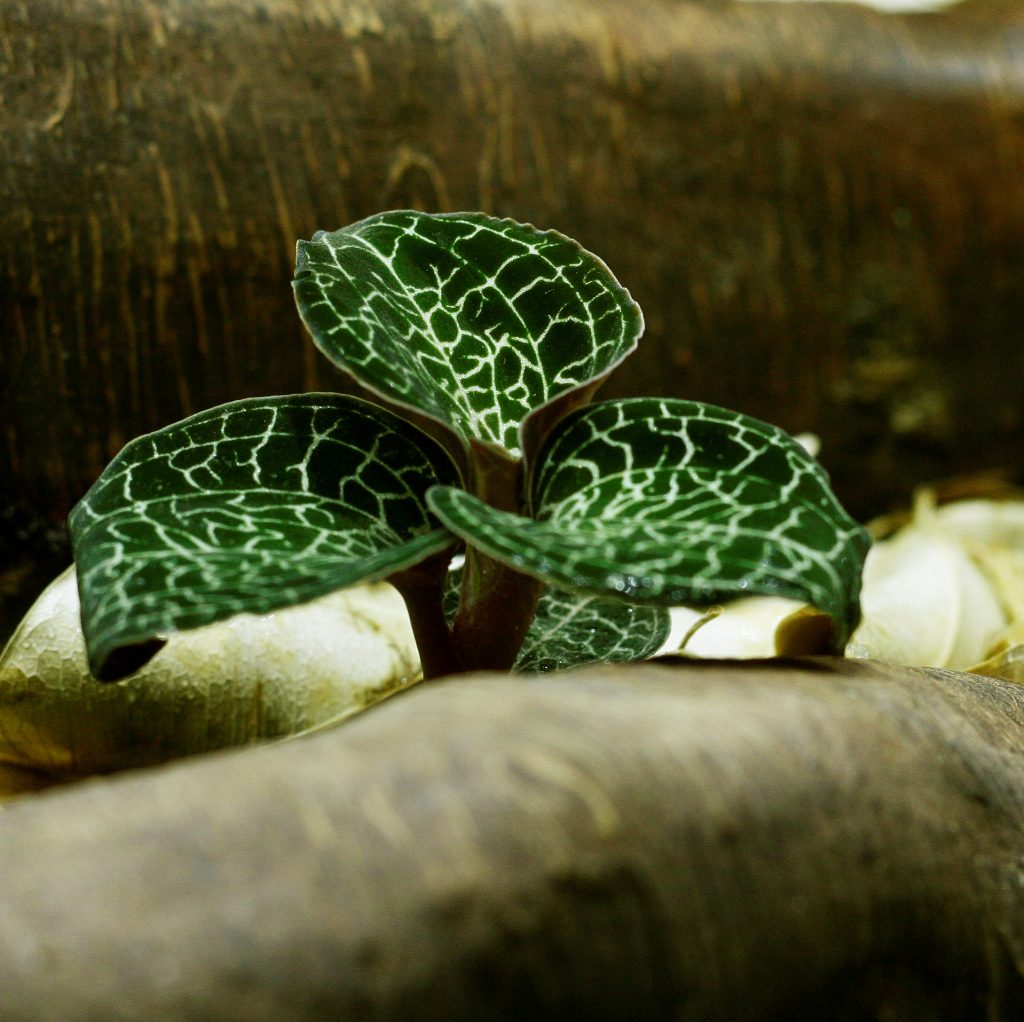 Anoectochilus formosanus, a beautifully-patterned small species of orchid which grows terrestrially in leaf litter in its native habitat, and which loves the moist humid surroundings of a terrarium. Image © In Situ Plants.