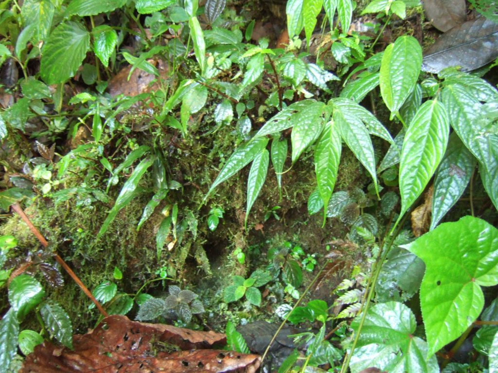 The tropical understory; a wealth of interesting species often better suited to the confines of the humid terrarium than the oft-toted succulents. Image © In Situ Plants.