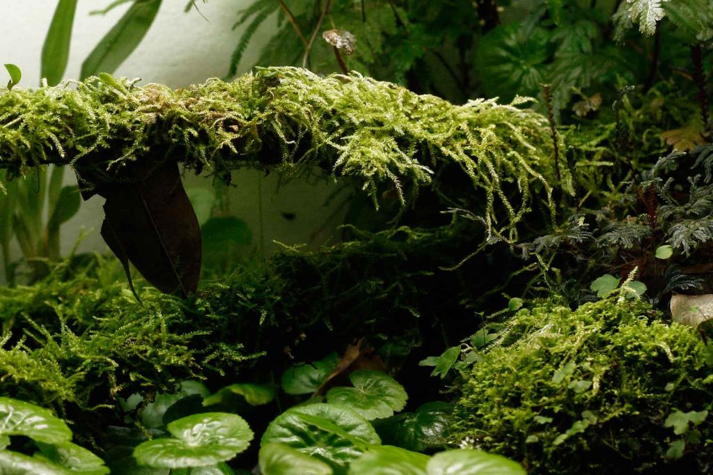 Mosses, to me, are some of the most lush and beautiful plants one can grow, and they do best in a humid terrarium. Image © In Situ Plants.