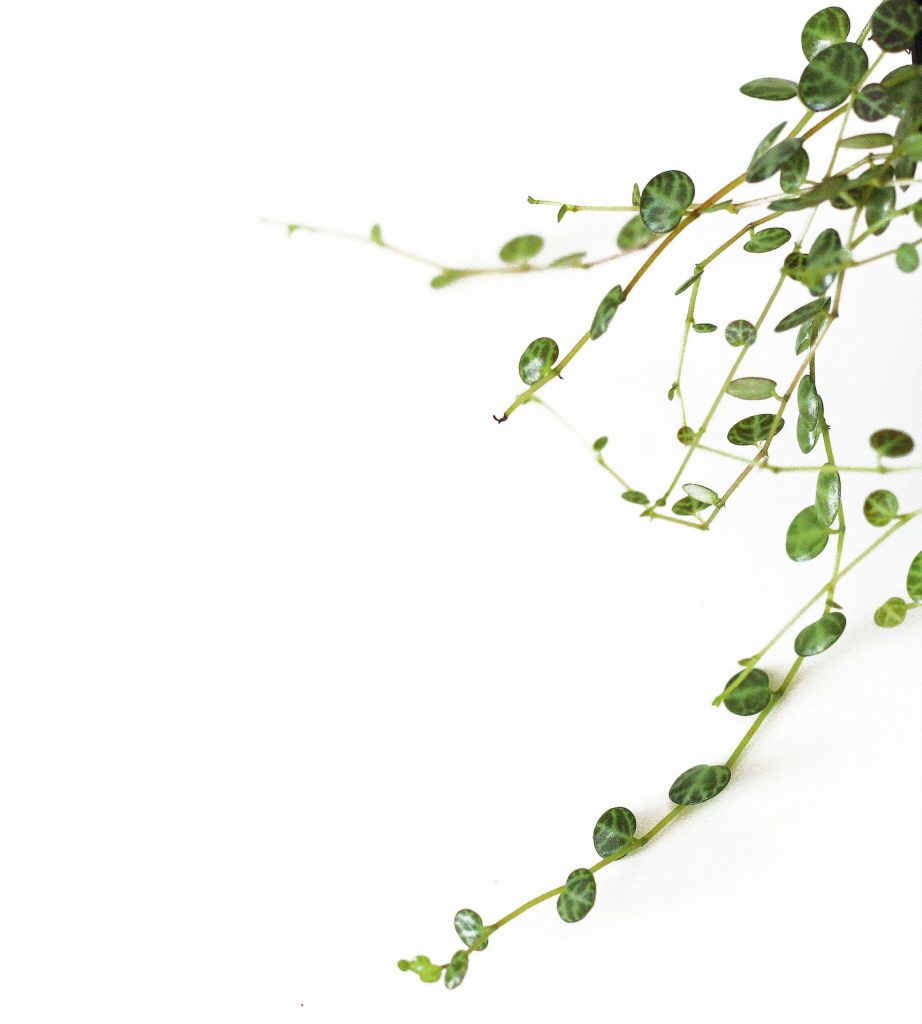 Peperomia prostrata, a long-standing terrarium favourite which is also quite cute and succulent-looking. Image © In Situ Plants.