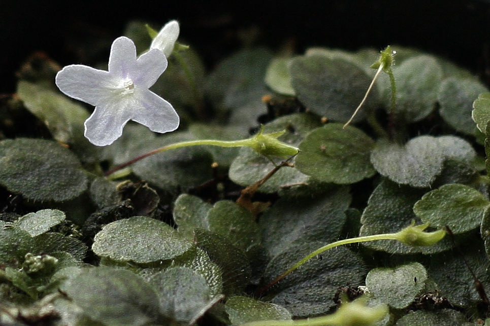 A small colony of young Sinningia pusilla, growing comfortably in a 2" nursery pot, with blooms nearly the size of the plants. Image © In Situ Plants