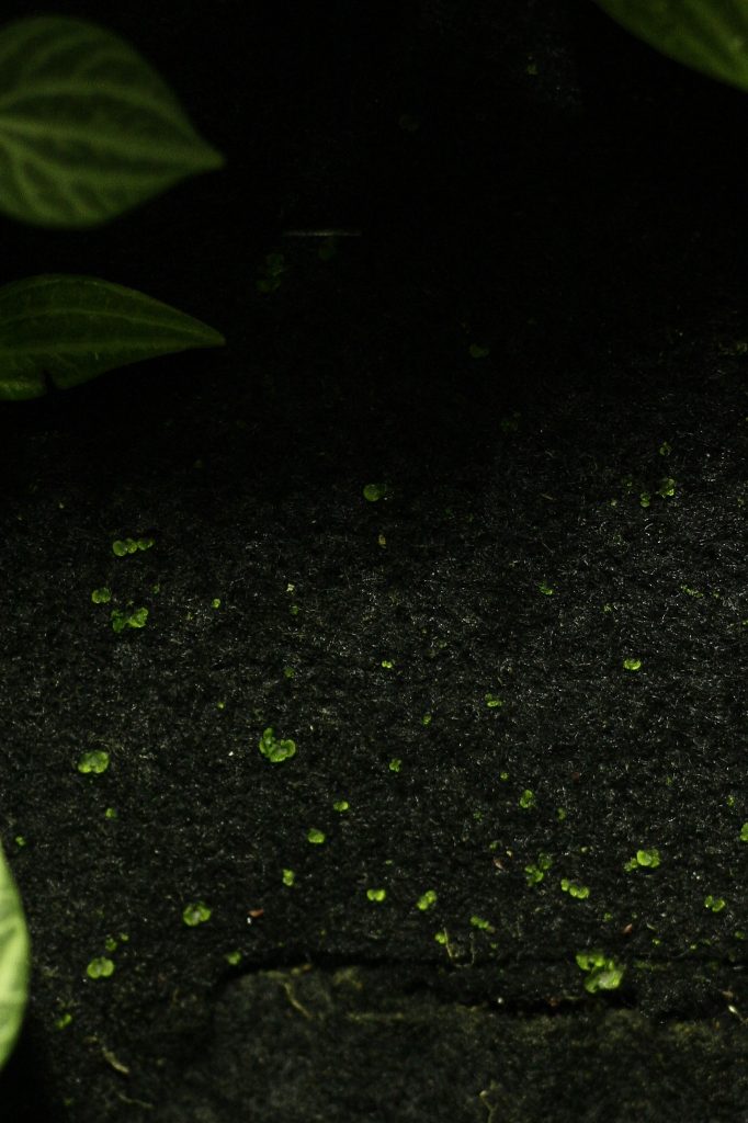 A. peruvianum gametophytes, in a somewhat underwhelming photo. Image © In Situ Plants.