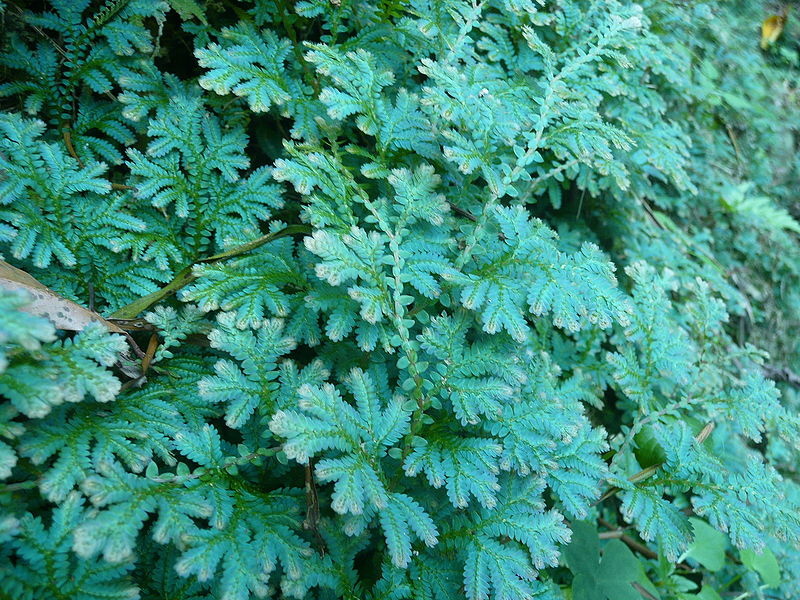 Selaginella uncinata. Image © 天問 小窩; retrieved from Wikipedia