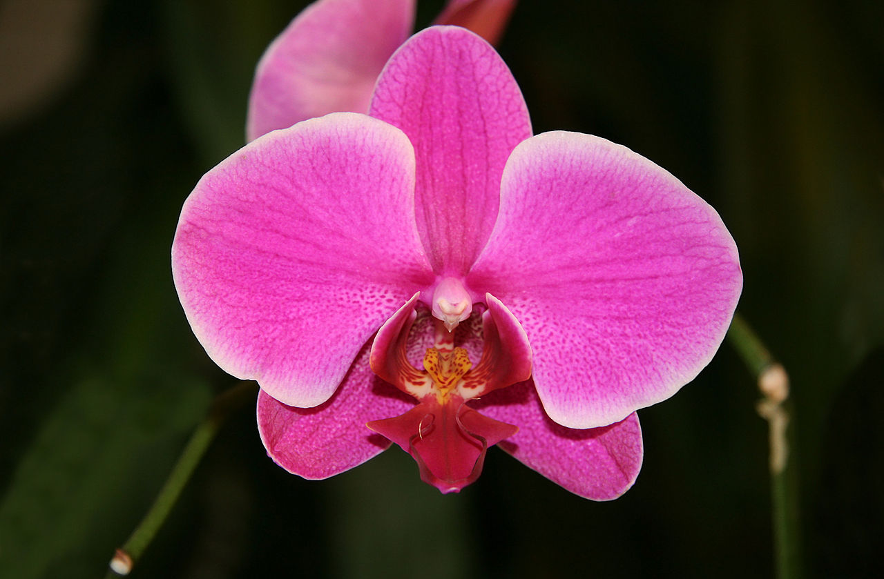 Unknown Phalaenopsis hybrid. Photo © Arad; retrieved from Wikipedia