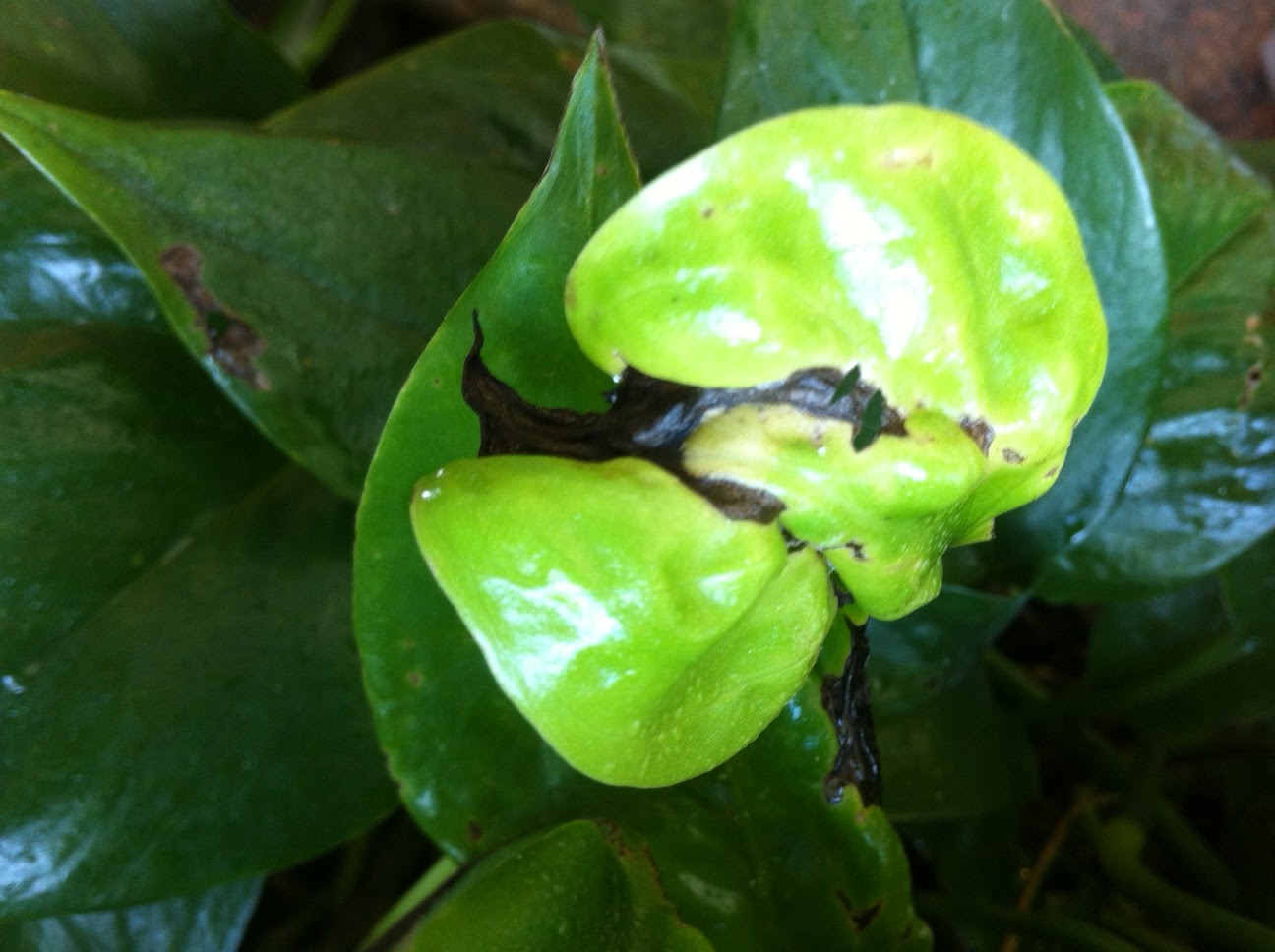 Feeding damage caused by thrips to a pothos leaf before it has fully developed, resulting in distortion and necrotic patches. Regrettably out of focus image © Plantscape Designs, Inc.; image retrieved from their blog.