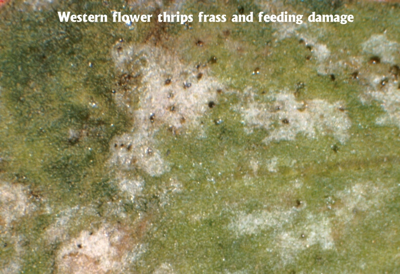 Feeding damage and feces left behind by thrips, the rude little buggers. Image © the respective photographer (there are several credited on the page); retrieved from the University of California, Riverside