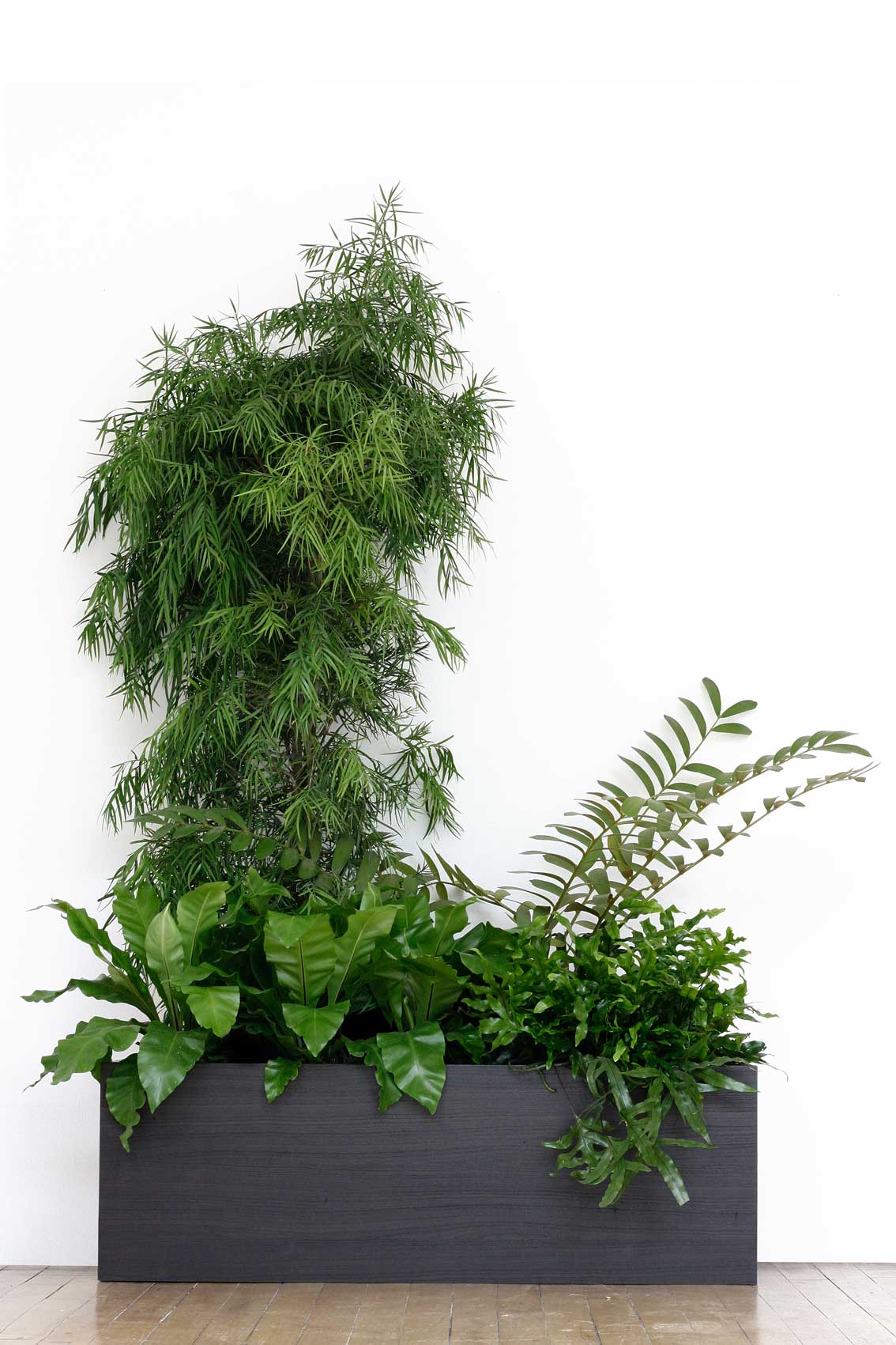 The Carboniferous garden: Afrocarpus gracilior, Zamia furfuracea, Asplenium nidus, Microsorum pustulatum and Psilotum nudum. Image © In Situ Plants.