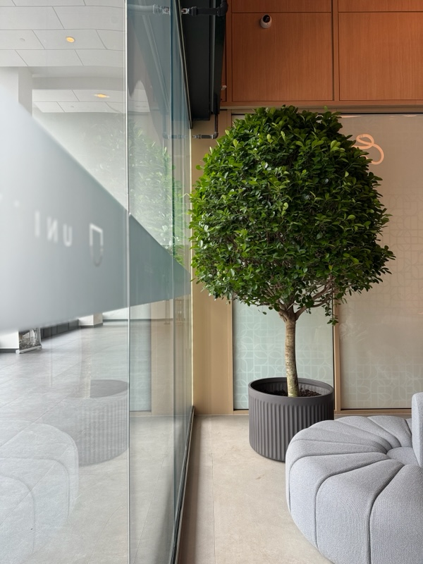I wish I’d taken a photo of this tree after its decline to give you an idea of what to expect in a poorly sited large specimen; this one is maybe 15’ from the nearest window, and a far cry from sunny Florida. At least the installer got great portfolio shots before it ate shit. Image © In Situ Plants
